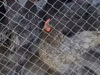 Chickens — zdjęcie 1