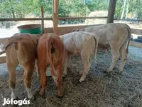گاو و گوساله (گروه، جنسیت مشخص نشده), Simmental cattle — عکس 5