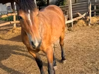 Kuda betina, Horses — foto 1