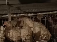 Chickens — عکس 3