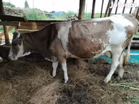 Αγελάδα, Simmental cattle — φωτογραφία 6