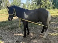 Klisna, Australian Pony — foto 2