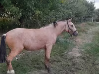Cavallo, Cavalli — foto 3