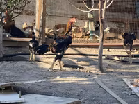 Chickens — fotografija 3