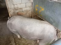 Anaç domuz, Domuzlar — foto 3