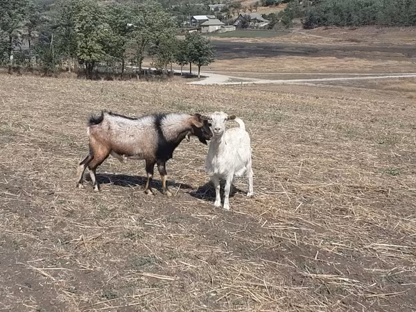 Billy Goat, Alpine goat