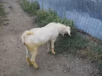 Ged, Beetal goats — foto 8