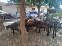 Carneiro, Arashan sheep — foto 3