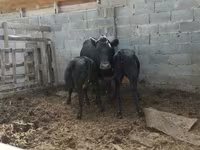ላም, Latvian Blue cattle — ፎቶ 2