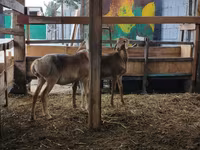 Sheep, Arashan sheep — photo 8