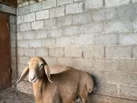 Ovan, Arashan sheep — fotografija 1