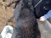 ஆண் ஆடு, ஆடுகள் — புகைப்படம் 5