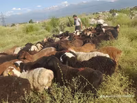 Kambing jantan, Sheep — foto 1