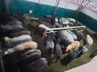 قوچ, گوسفند — عکس 7