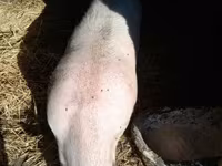 หมูป่าตัวผู้, หมู — รูปภาพ 1