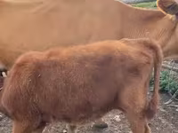 Bò cái, Gia súc — ảnh 5