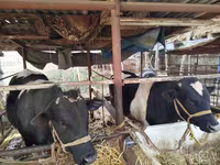Toro, Russian Black pied cattle — foto 2