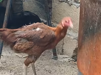 Chickens — عکس 6