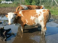 Ko, Simmental cattle — foto 3