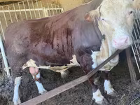 گاو نر, Simmental cattle — عکس 4
