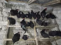 Australorp — foto 8