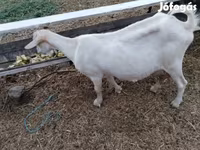 ፍየል, Goats — ፎቶ 3