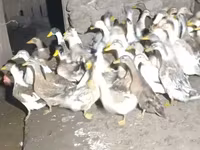 Ducks — photo 2