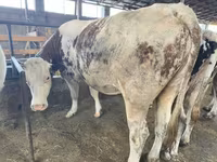 Vacă, Simmental cattle — foto 2