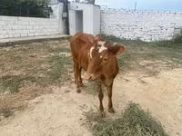 گاو ماده, گاو — عکس 3
