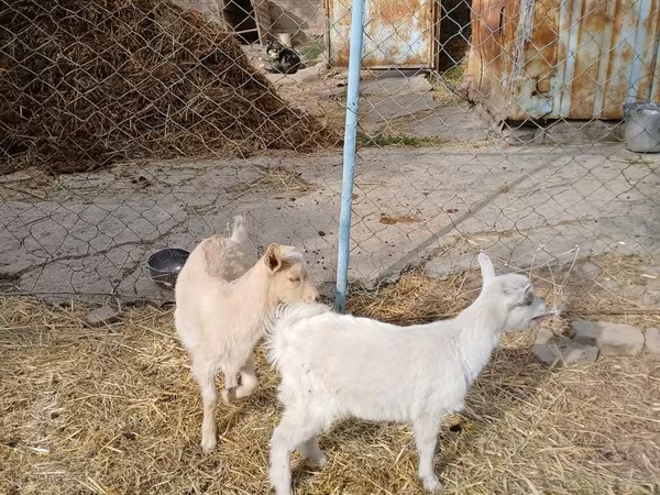 Koza, Saanen goat