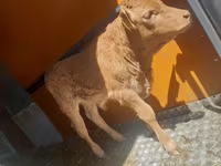 Toro, Simmental cattle — foto 1