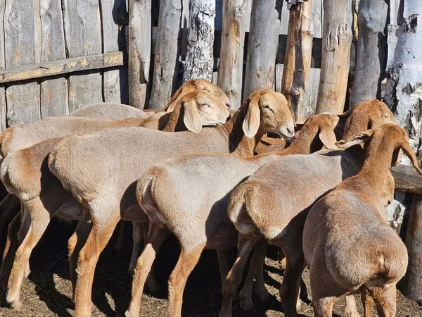 قوچ, Arashan sheep