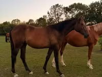 Cavalo, Kisber felver — foto 1