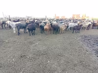 قوچ, Edilbay sheep — عکس 3