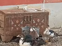Ducks — عکس 2