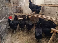 Brahma — foto 2