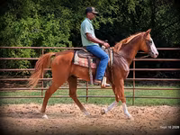اسب نر, American paint horse — عکس 6