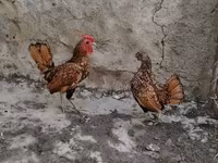 Bantam — Foto 4