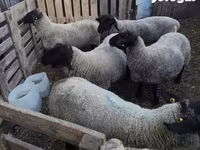 Schaf, White Suffolk sheep — Foto 4