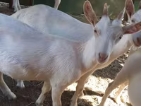 แพะตัวเมีย, Saanen goat — รูปภาพ 7