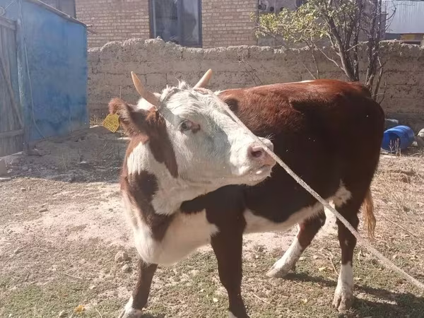 Vacă, Latvian Blue cattle