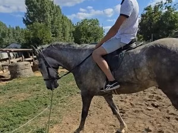 Конь, Липицианская лошадь