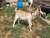 Buk, Nubian Goat — foto 6
