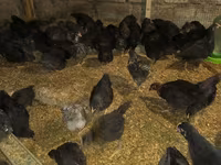 Australorp — foto 1