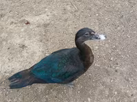 Muscovy domestica — foto 4