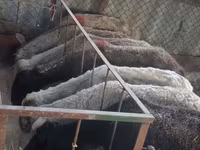 பெண் ஆடு, ஆடுகள் — புகைப்படம் 3