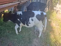 Býk, Russian Black pied cattle — foto 3