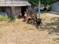 قوچ, Cameroon sheep — عکس 4