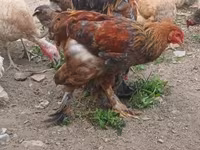 Brahma — foto 8