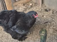 Brahma — foto 3